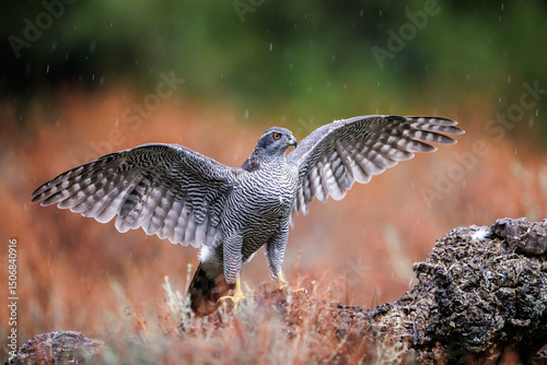 Eurasian goshawk Astur gentilis perching on a treestump in rain