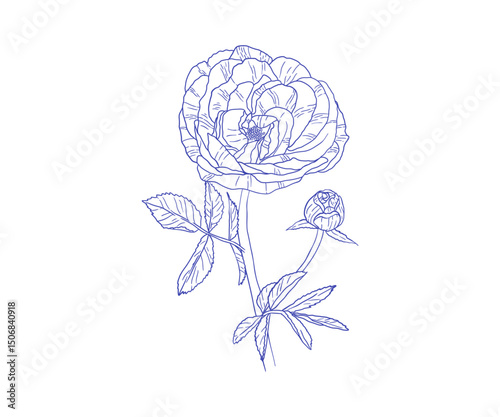 Line illustration of a blooming lush rose with opening buds. A classic floral composition for vector design