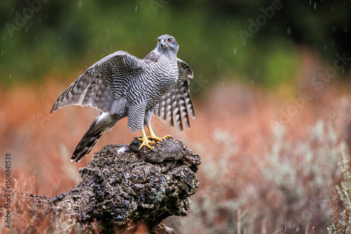 Eurasian goshawk Astur gentilis perching on a treestump in rain