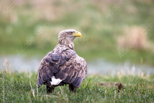White-tailed eagle Haliaeetus albicilla sitting on a field