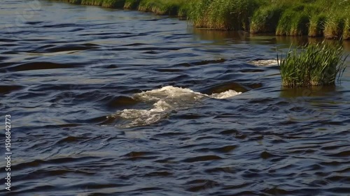 Rapid flowing river with lush green banks in sunny summer setting