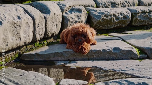 Curious puppy explores stone steps by reflective puddle in sunny outdoor scene