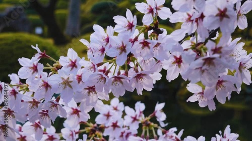 Blossoming cherry branches in gentle motion against lush greenery