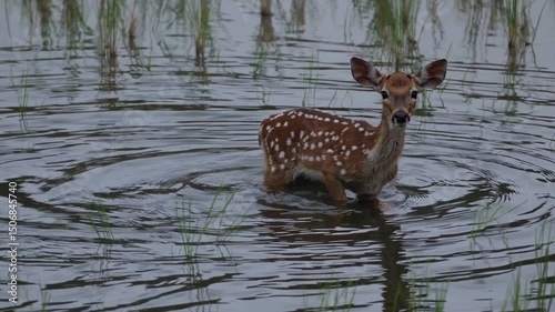 Curious fawn exploring serene wetlands surrounded by rippling water and reeds