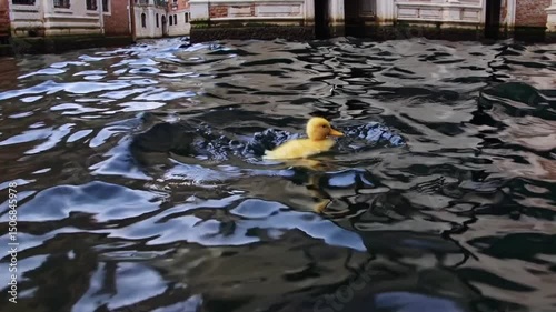 Charming duckling gliding through waters in serene canal setting reflection