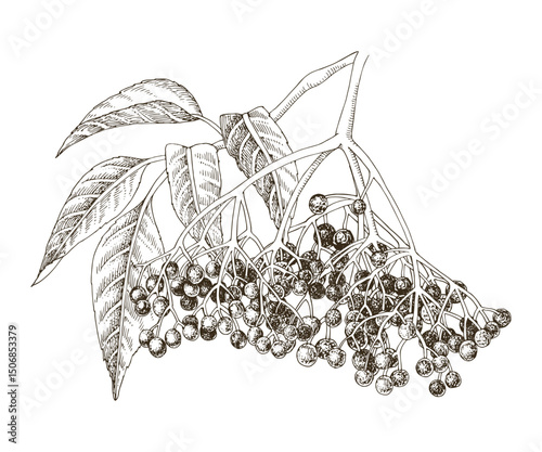 Elderflower branch hand drawn vector