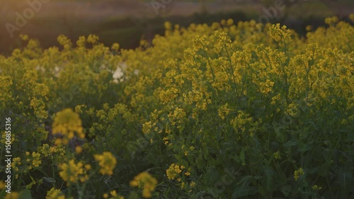Sunset and flowers. Rape blossoms