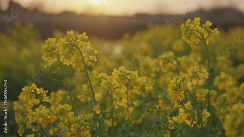 Sunset and flowers. Rape blossoms