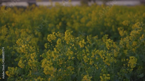 Sunset and flowers. Rape blossoms