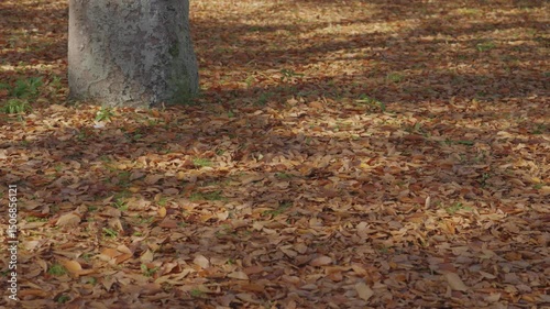 Autumn in the park. Fallen leaves