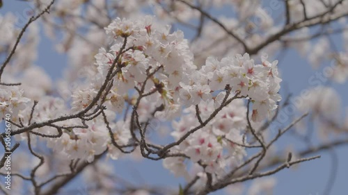 Cherry blossoms