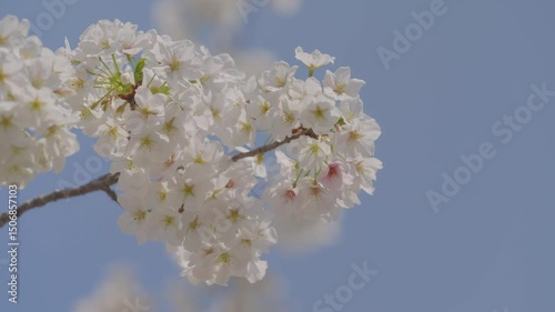 Cherry blossoms