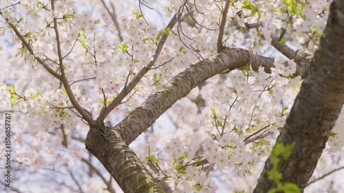 Cherry blossoms
