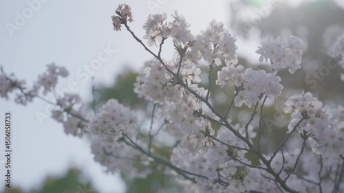 Cherry blossoms