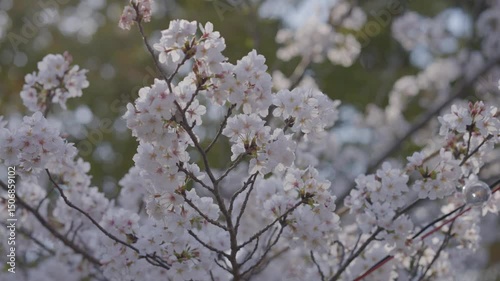Cherry blossoms