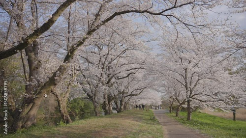 Cherry blossoms blooming in the park in spring