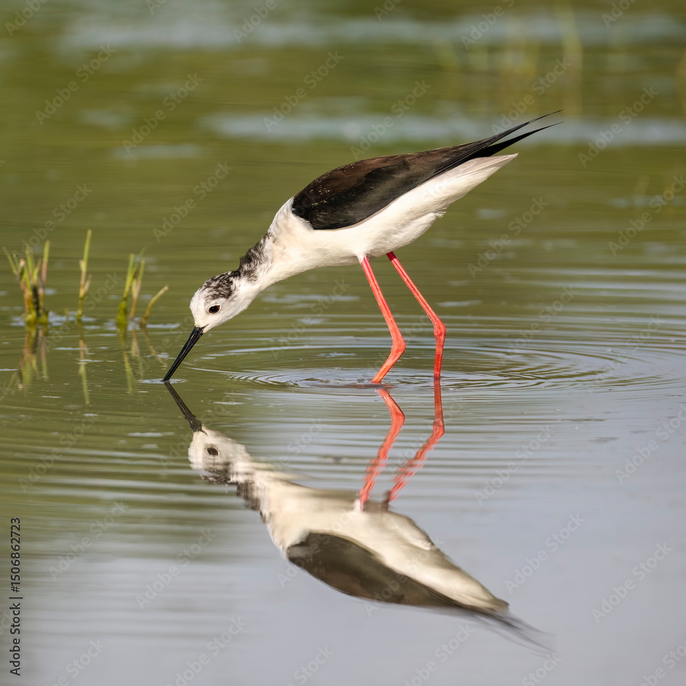Obraz premium Black-winged stilt (Himantopus himantopus) mirroring, very long-legged wader in the avocet and stilt family. Nature reserve of the Isonzo river mouth, Isola della Cona, Friuli Venezia Giulia, Italy. 