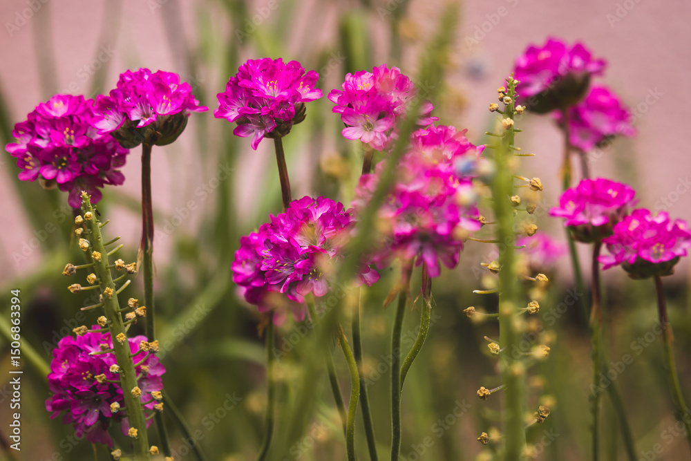 Spring flowers on a sunny May day. Blurred background, close-up of a flower. Spring flowers on a sunny May day. Blurred background, close-up of a flower.