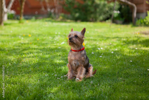 photo of a sitting dog, Yorkshire Terrier breed, outdoors, in summer. The dog has a flea collar