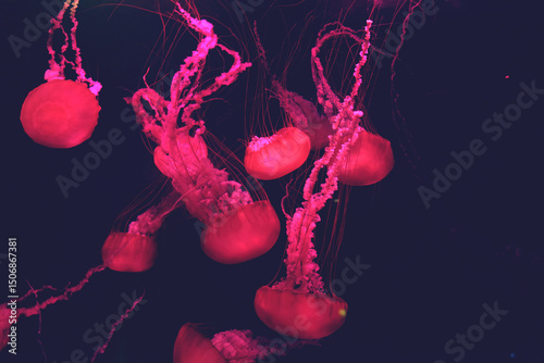 Family of the red jellyfish swimming through the deep dark water