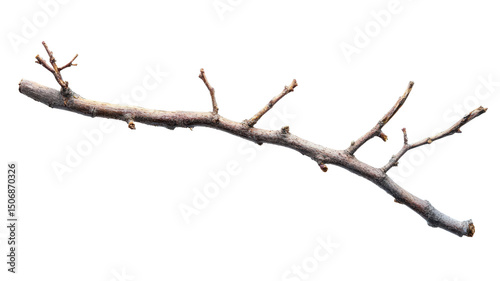 Withered twig png dry branch png dead stick png isolated on white background image