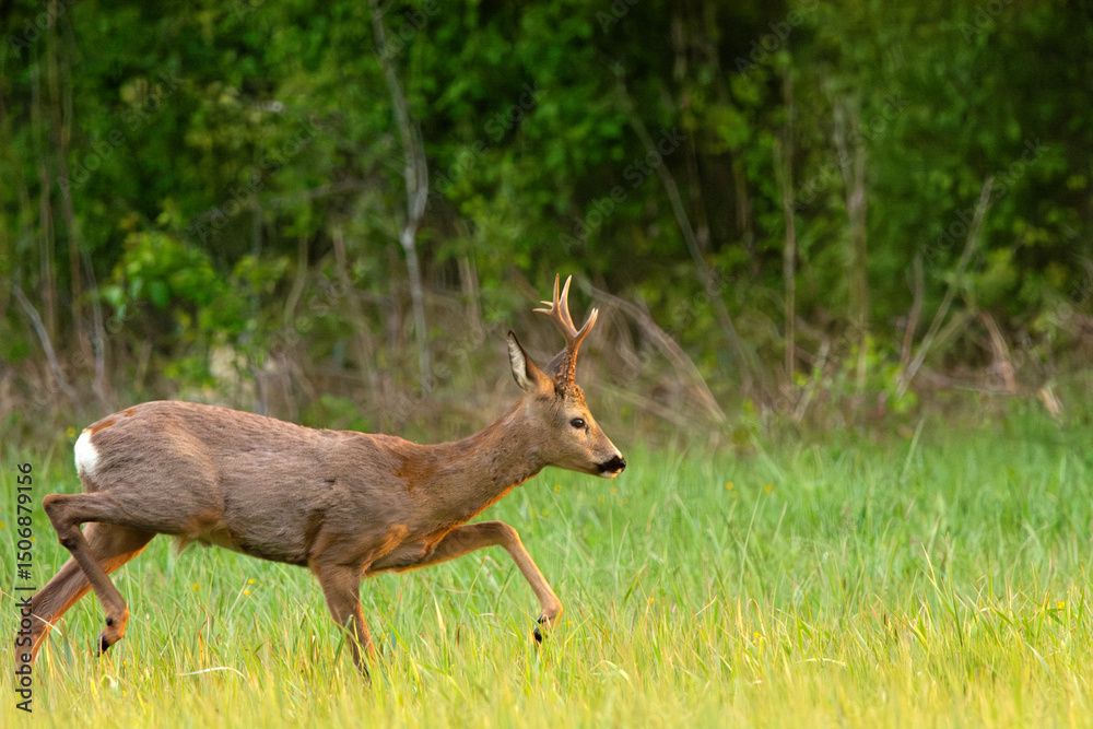 Roe Deer Buck Walking Across a Green Grassy Meadow in Front of a Forest on a Sunny Spring Day Roe Deer Buck Walking Across a Green Grassy Meadow in Front of a Forest on a Sunny Spring Day