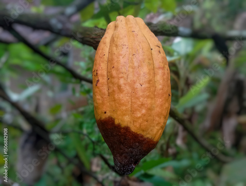 ripe cocoa fruit with fruit rot pest