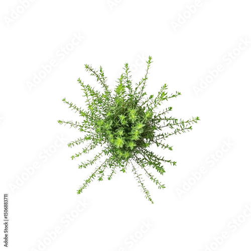 Aerial View of a Lush Green Bush with Star-Shaped Leaves