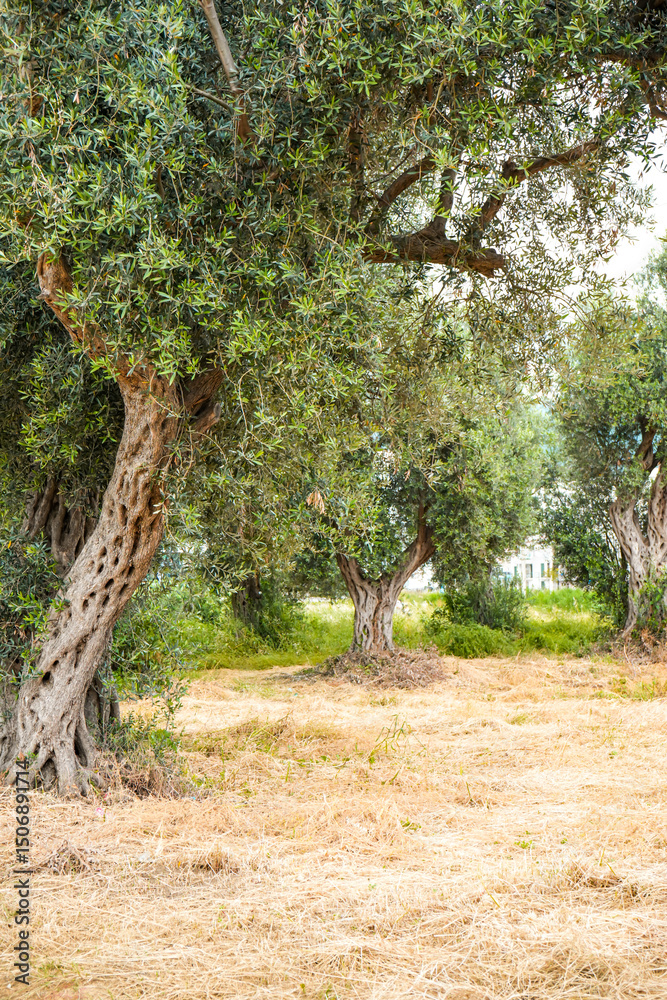 Olive Grove in Bar, Montenegro – Ancient Trees and Mediterranean Landscape Olive Grove in Bar, Montenegro – Ancient Trees and Mediterranean Landscape