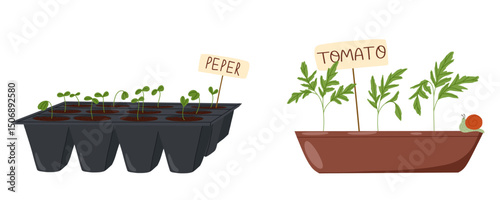 Organic plant seedling vector illustrations set. Pepper and tomato sprouts growing in pots isolated on white background. Home gardening hand drawn art
