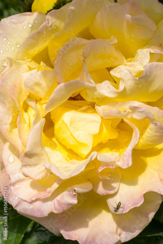 A Beautiful Yellow Rose with Delicate and Soft Petals adorned with Glimmering Dew Drops
