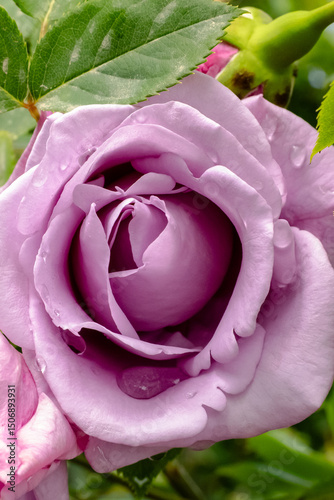 A Beautiful Lavender Rose adorned with Raindrops delicately resting on its vibrant Petals