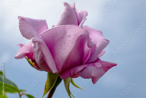 A Beautiful Pink Rose is Blooming Gracefully Against the Clear Blue Sky Above It