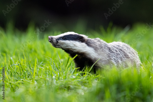 European badger (Meles meles) in the forest catching ambient scents