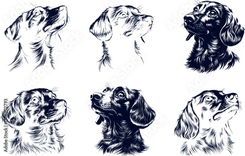 Dog portraits isolated on white background, various breeds looking up