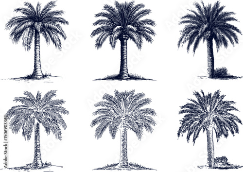 Six palm trees isolated on white background in sketch style