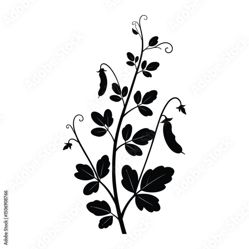 Chickpea Plant Silhouette, Vector, Illustration, Icon, Logo, White Background.