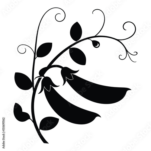 Snow Pea Tendrils Silhouette, Vector, Illustration, Icon, Logo, White Background.