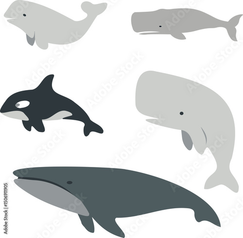 Minimalist solid-fill whale silhouettes (blue whale, sperm whale, killer whale, beluga whale, grey whale) on transparent background. Perfect for branding, education, conservation and web graphics.