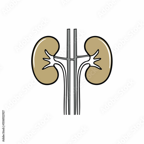 Minimalist vector illustration of human kidneys and urinary system, medical anatomy concept
