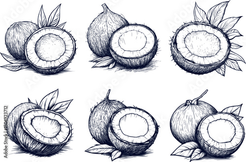 Coconuts and leaves isolated on white background in sketch style