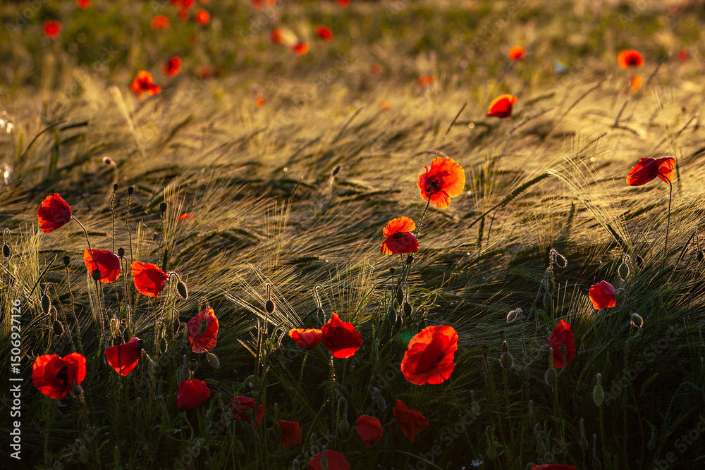 Fototapeta premium Kornfeld_0840