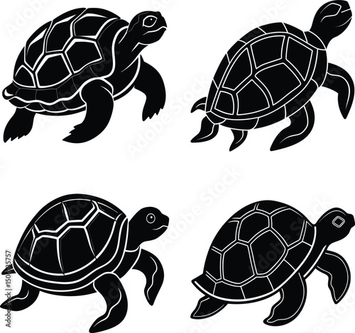 Black and white turtle collection sea animal reptile ocean wildlife