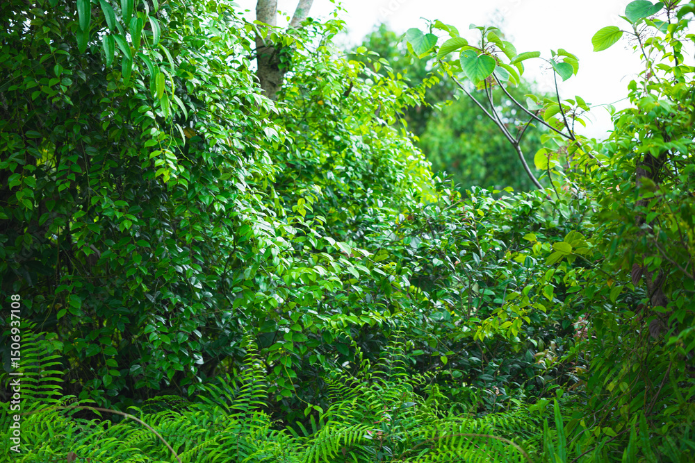 Fototapeta premium Beautiful scene of tropical trees and plants in the rainforest of Thailand. Nature background of a rainforest