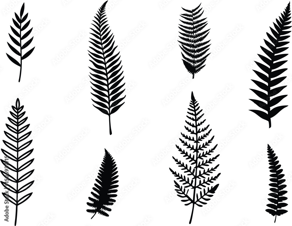 fern silhouettes, set of black fern leaves on white background. fern silhouettes, set of black fern leaves on white background.