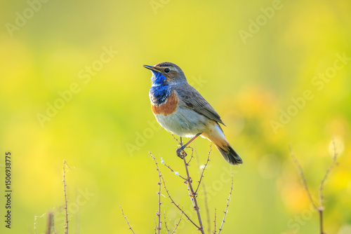 Closeup of a blue-throat male bird Luscinia svecica cyanecula singing photo