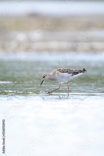 Ruff, Calidris pugnax, wading bird foraging in wetlands photo