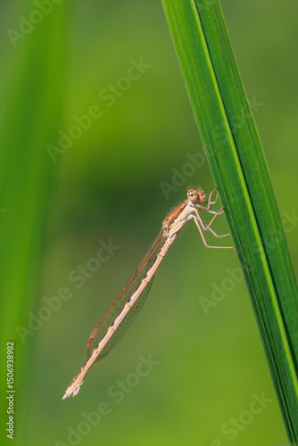 Common winter damselfly, Sympecma fusca, photo