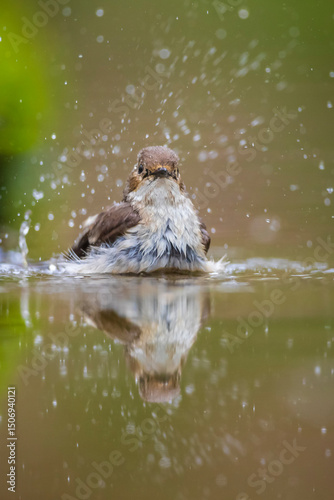 Closeup of a European pied flycatcher bird, Ficedula hypoleuca, perching on a branch, singing. photo