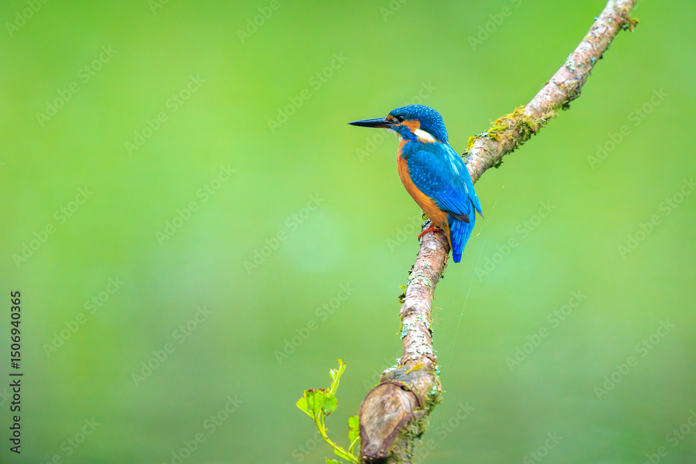 Fototapeta premium Close up of a Kingfisher, Alcedo Atthis, fishing